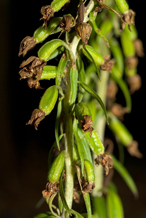 Chiave per orchidee sfiorite